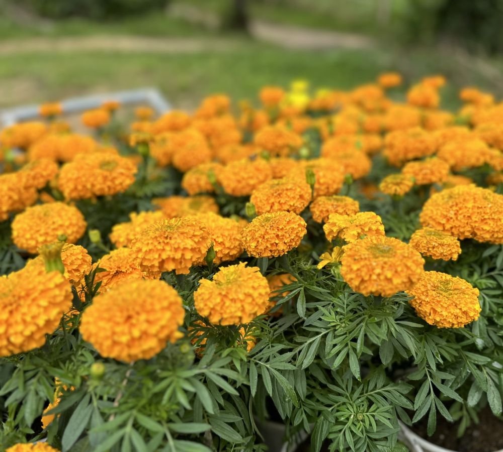 Bông thọ chậu nhỏ