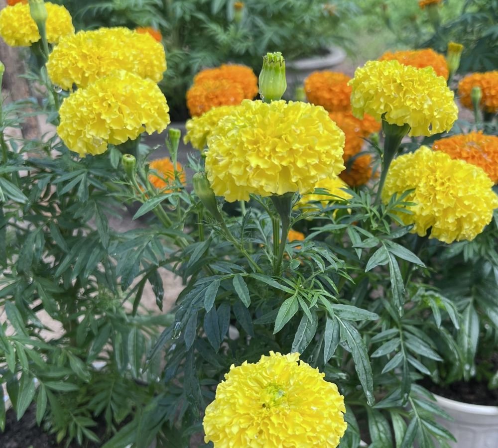 Bông thọ chậu nhỏ