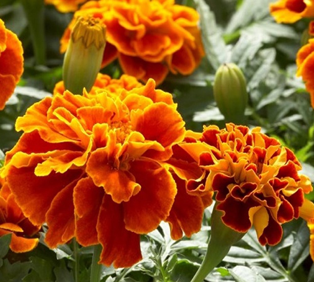 Bông thọ tứ quý